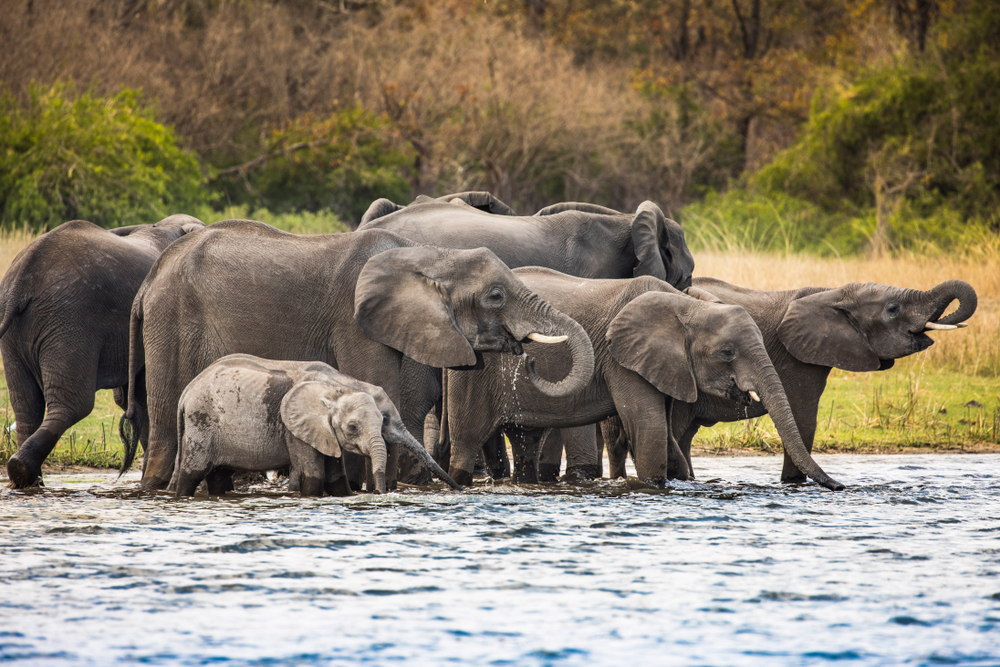 Nyika National Park