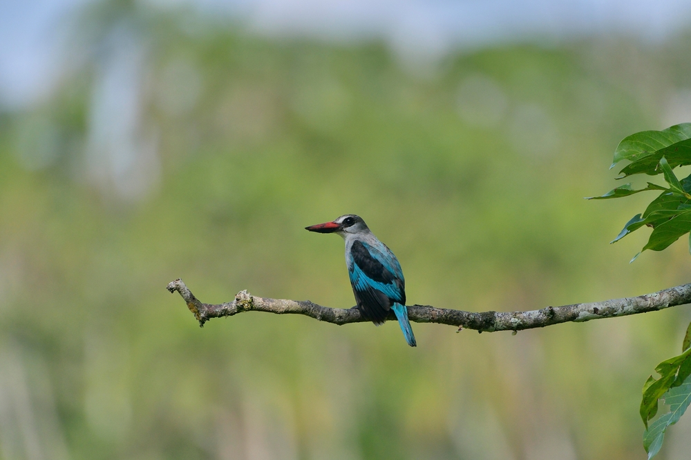 Lobéké National Park