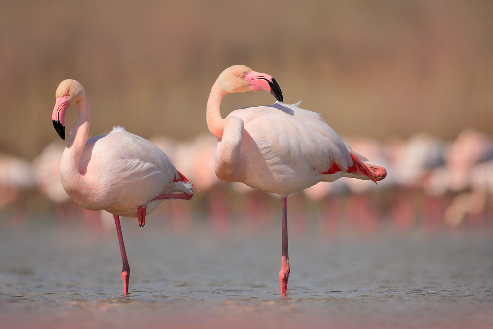 Lochinvar National Park