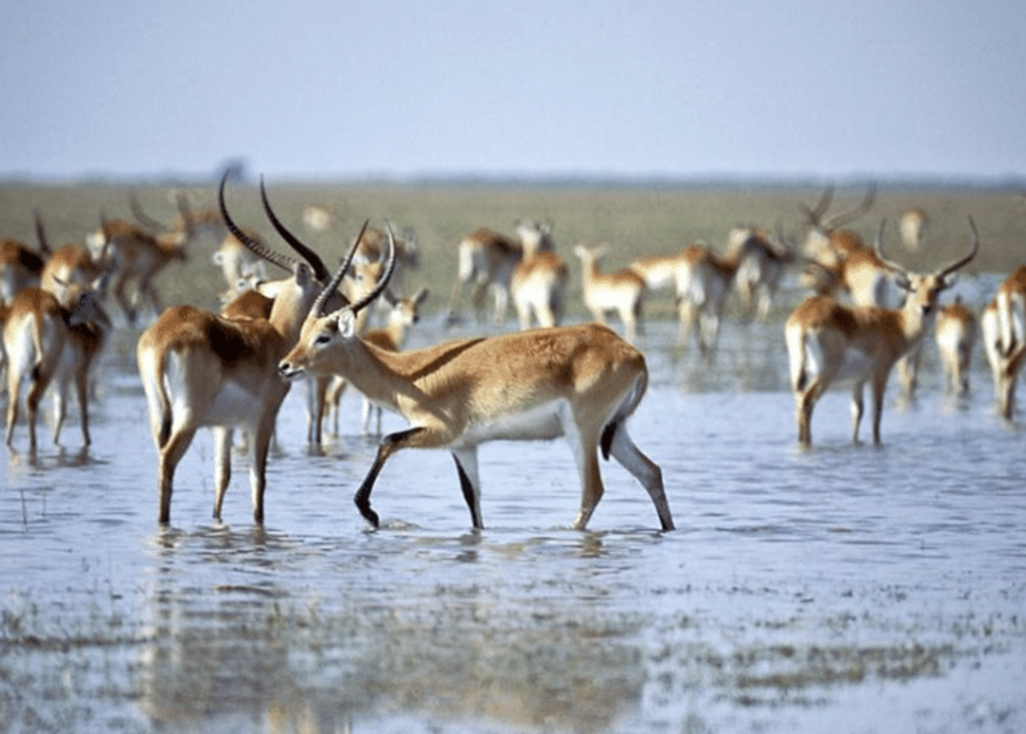 Lochinvar National Park