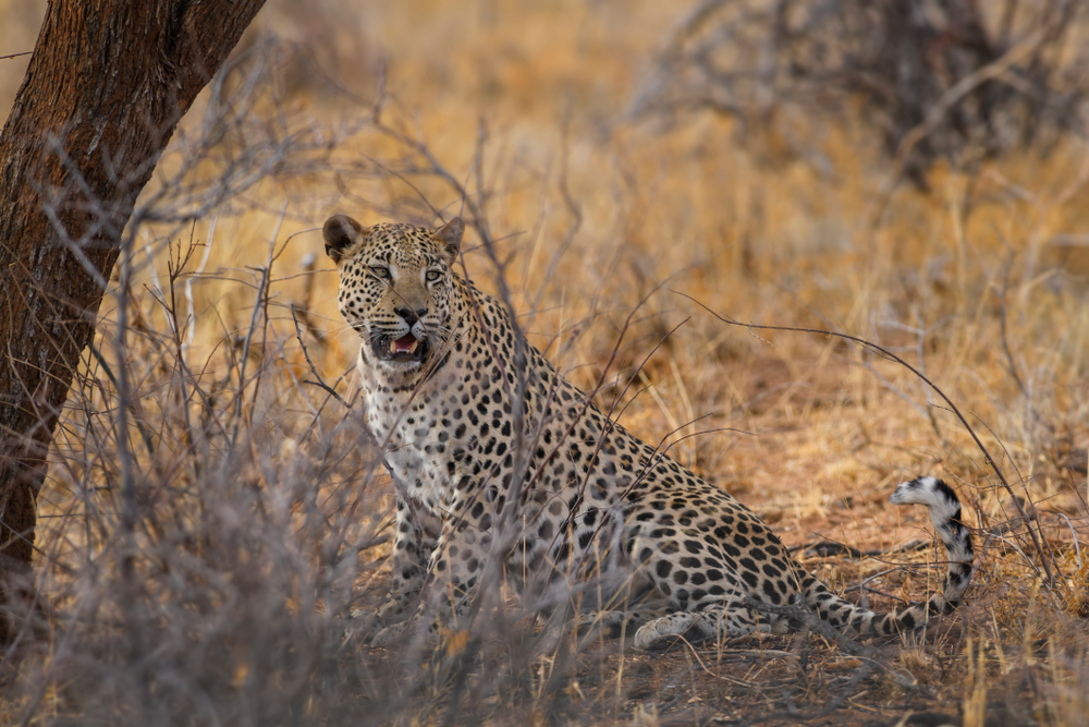 Loka-Abaya National Park