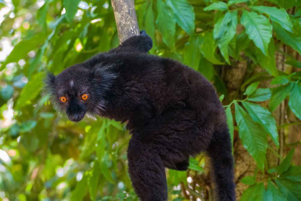 Midongy du Sud National Park