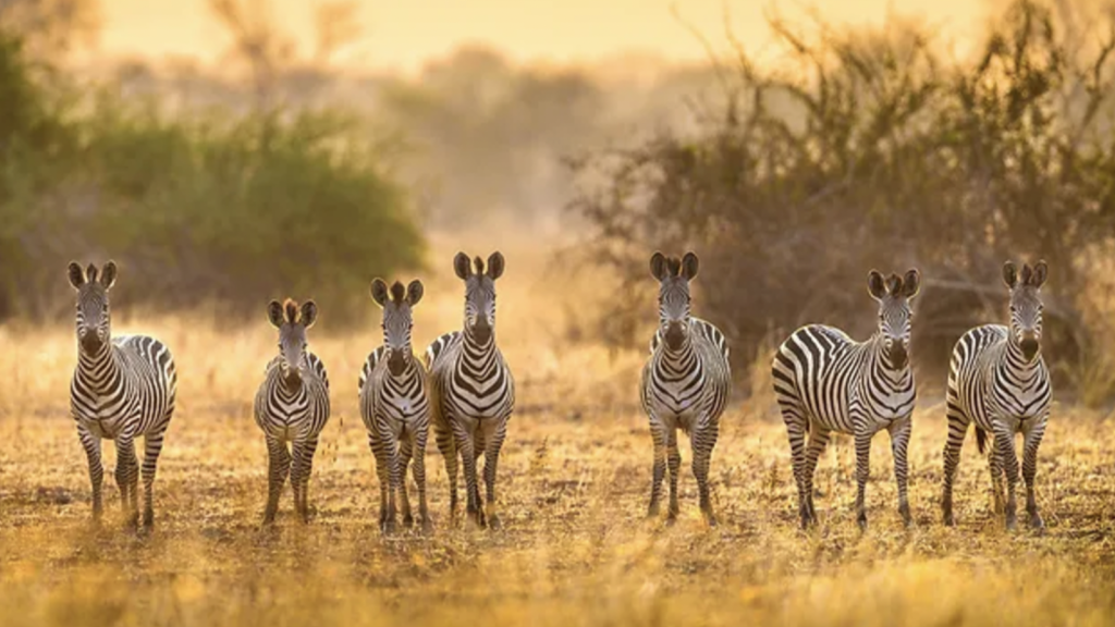 Isangano National Park