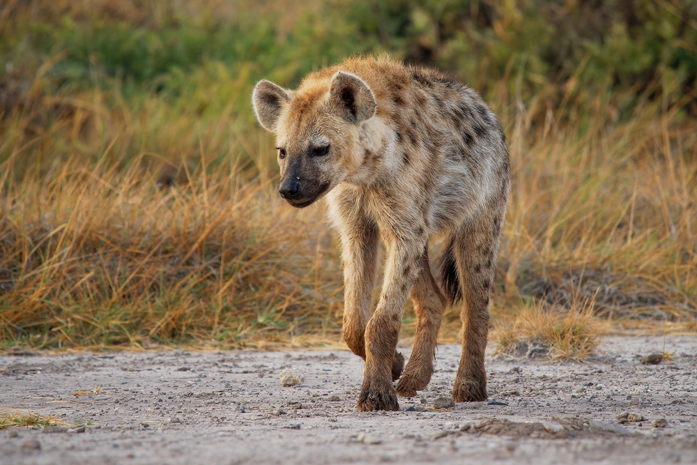 Lukusuzi National Park