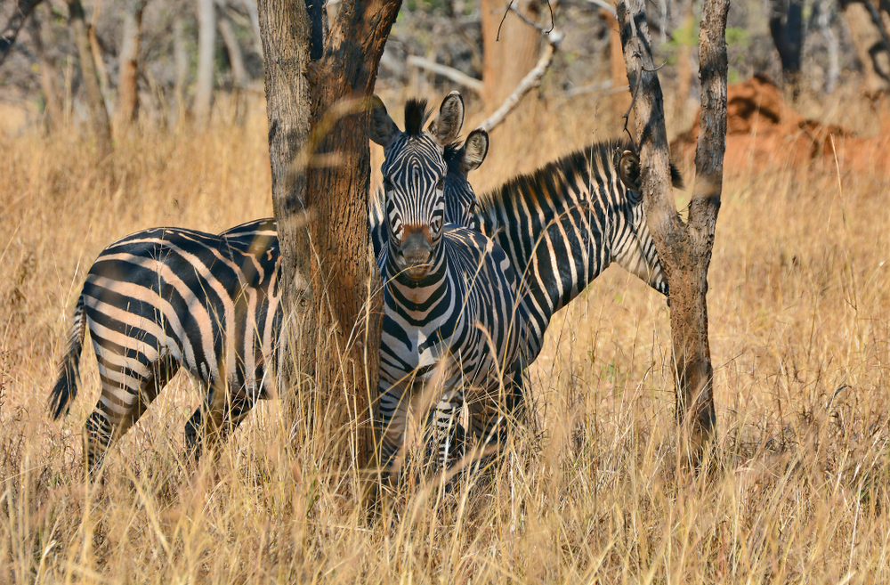 Lusaka National Park