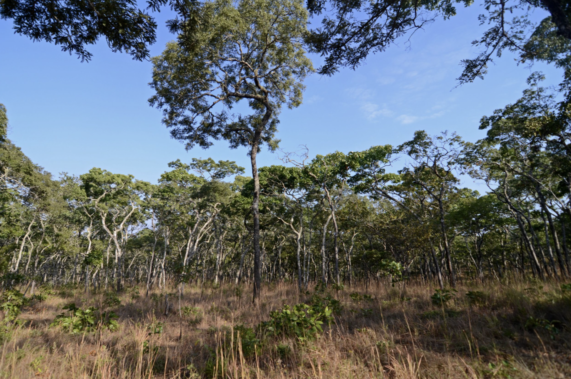 Lusenga Plain National Park