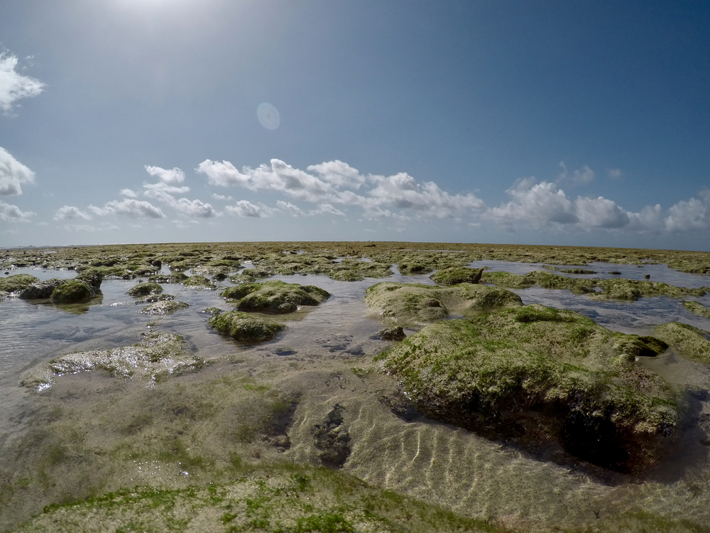 Malindi Marine National Park