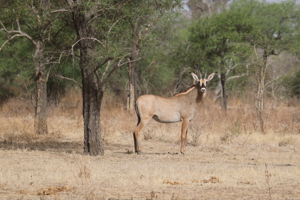 Manda National Park