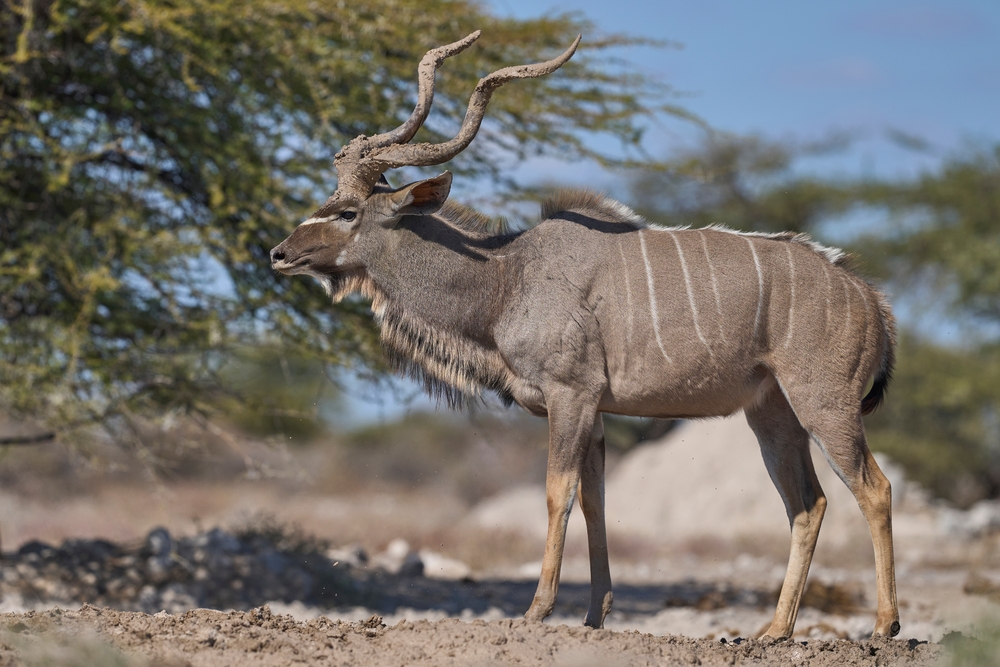 Mangetti National Park