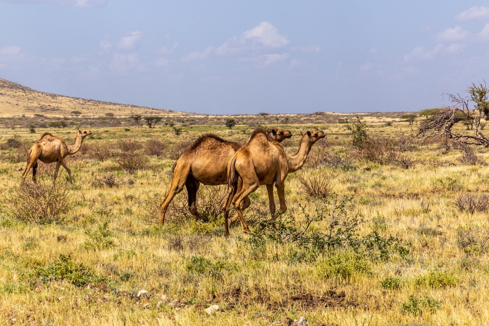 Marsabit National Park