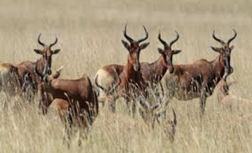 Yangudi Rassa National Park