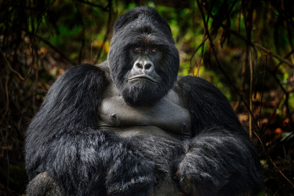 Mgahinga Gorilla National Park