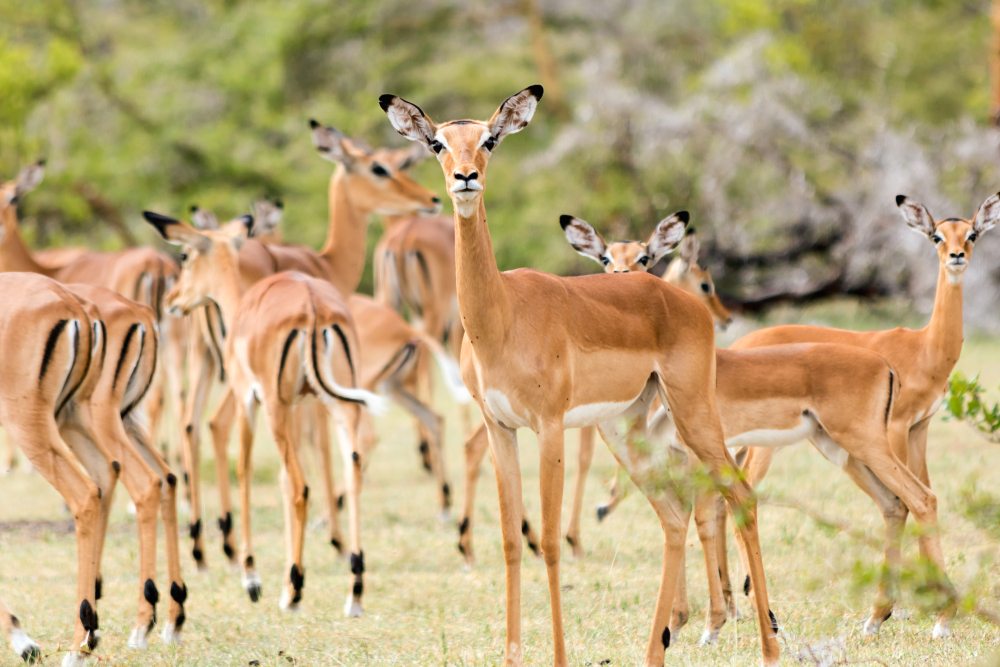 Mikumi National Park