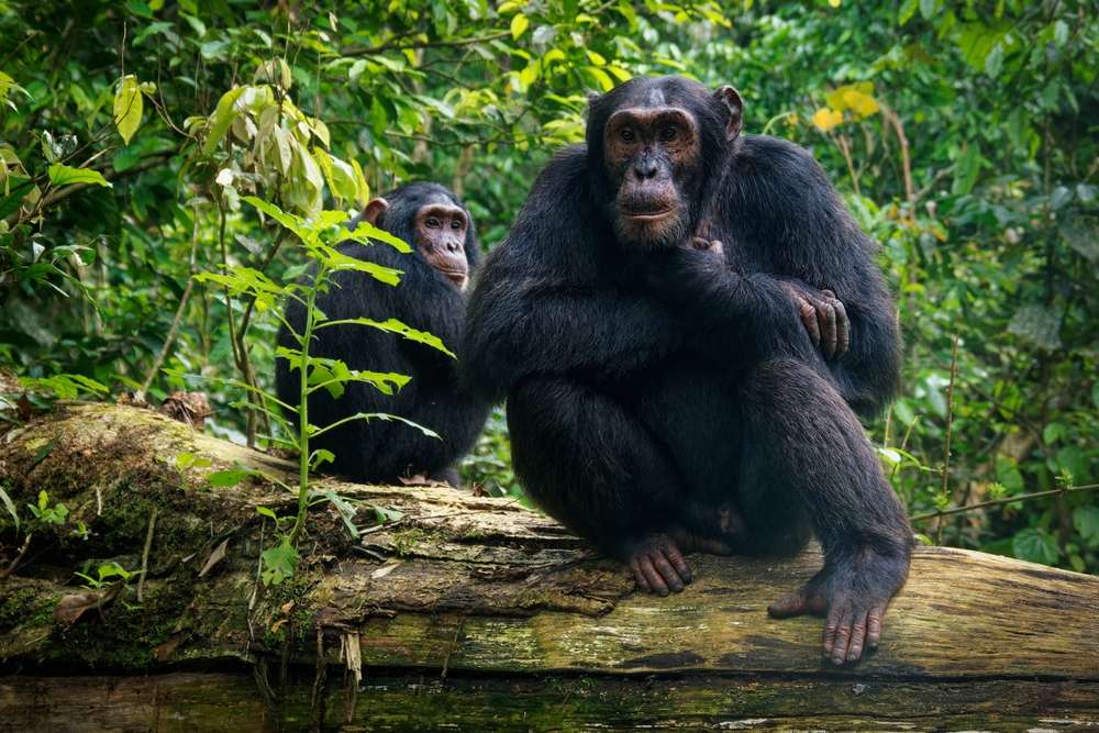 Pongara National Park