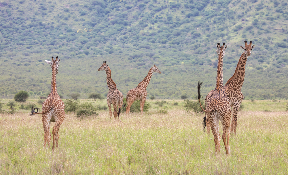 Mkomazi National Park