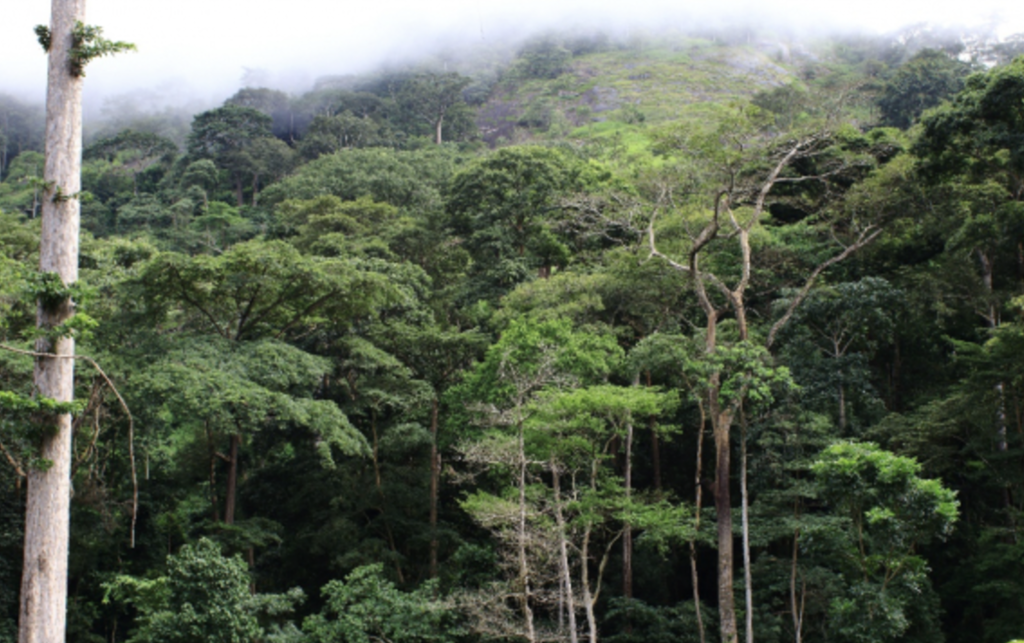 Taï National Park