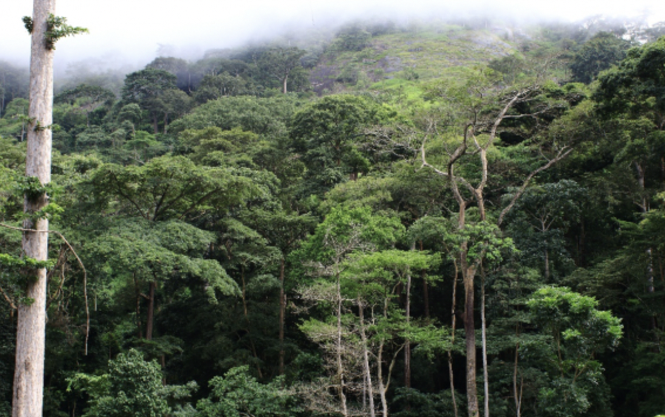 Mont Péko National Park