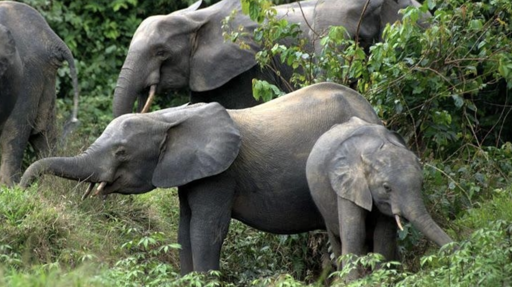 Mwagné National Park