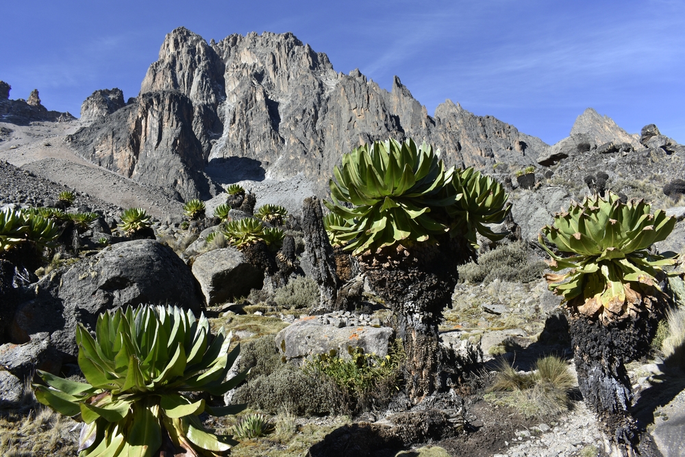 Mount Kenya National Park