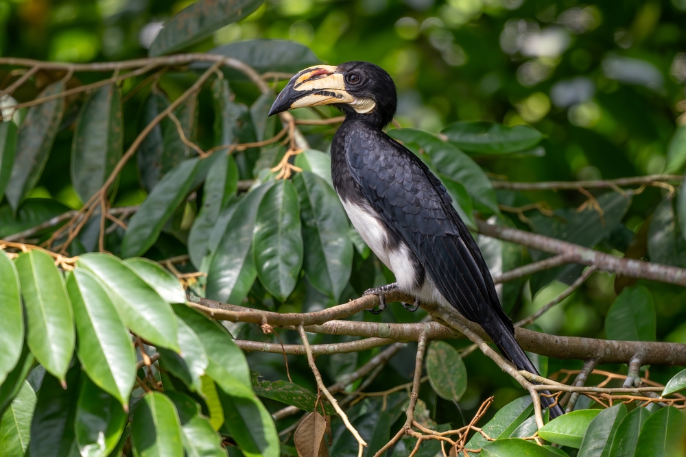 Pongara National Park