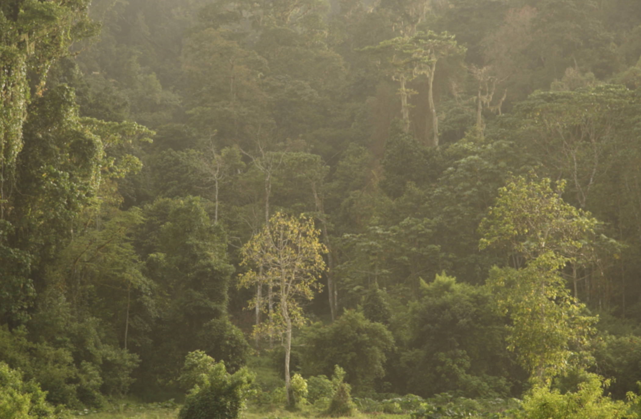 Mwagné National Park