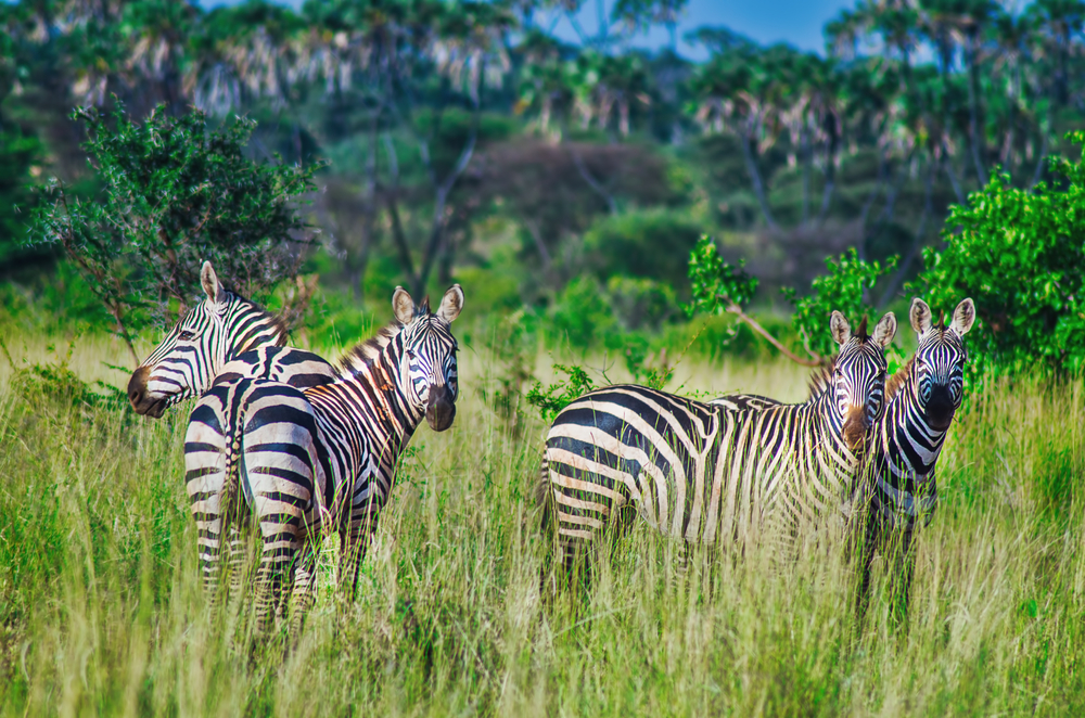 Mweru National Park