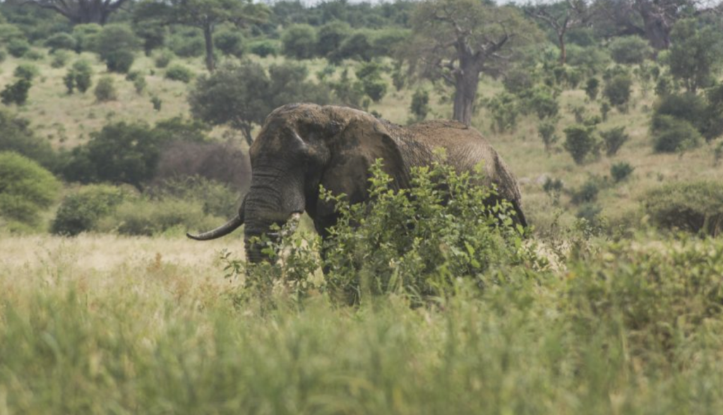 Shambe National Park