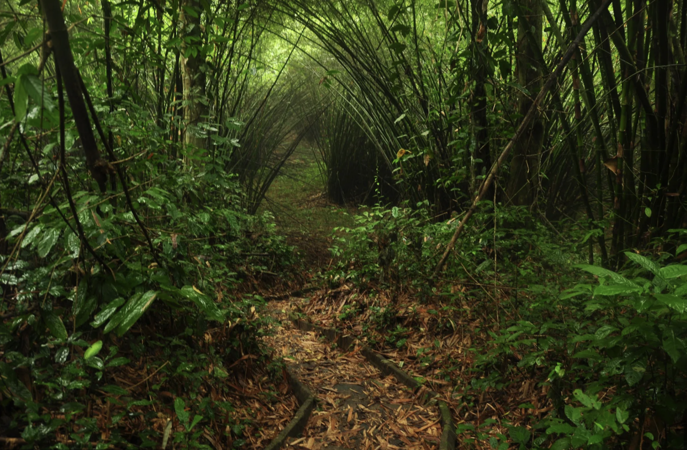 Nini-Suhien National Park