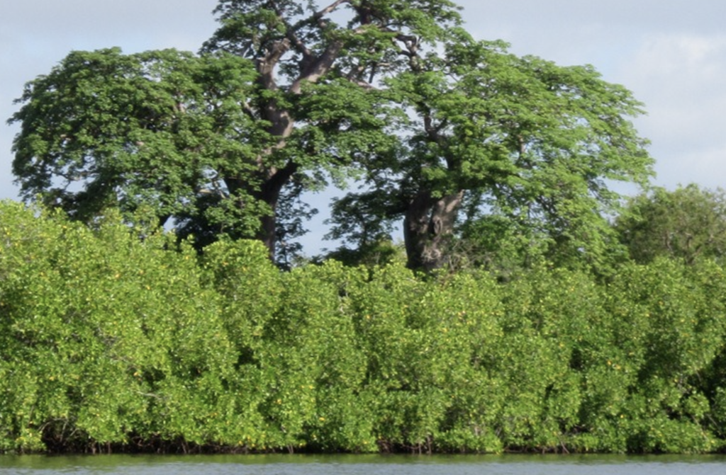 Abuko National Park