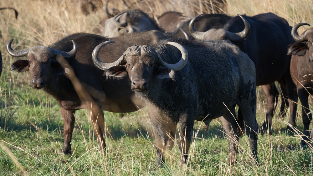 Nkasa Rupara National Park