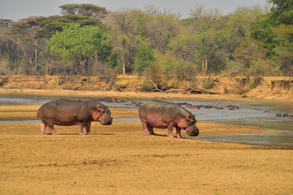 North Luangwa National Park