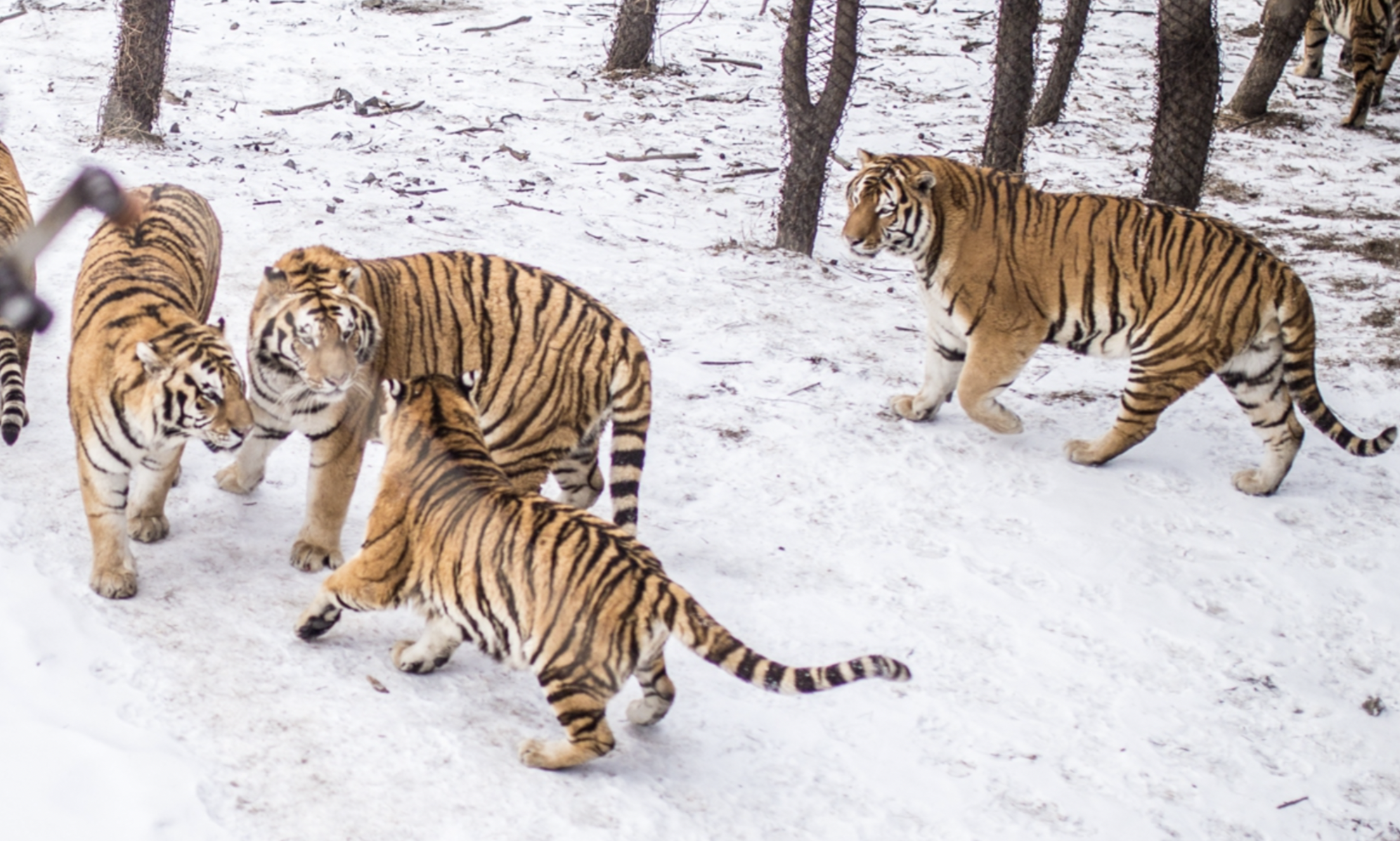 Northeastern Tiger and Leopard National Park