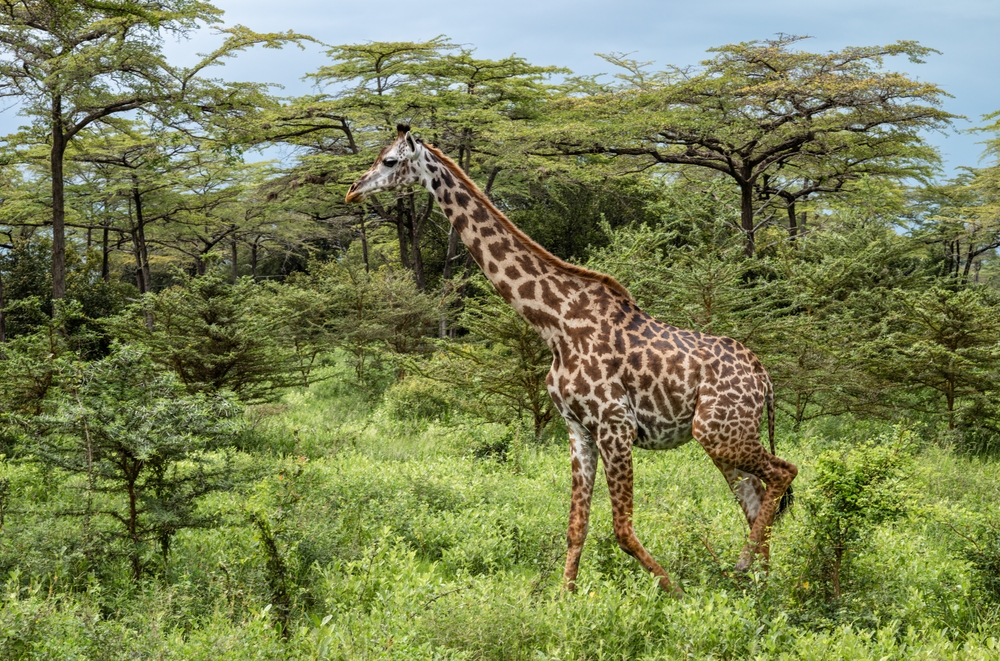 Nyerere National Park