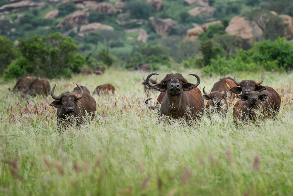 Old Oyo National Park Nigeria buffalo