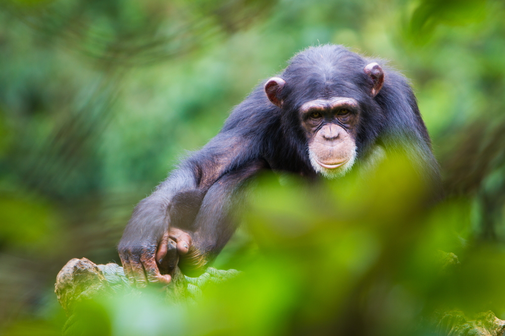 Outamba-Kilimi National Park Sierra Leone chimpanzee