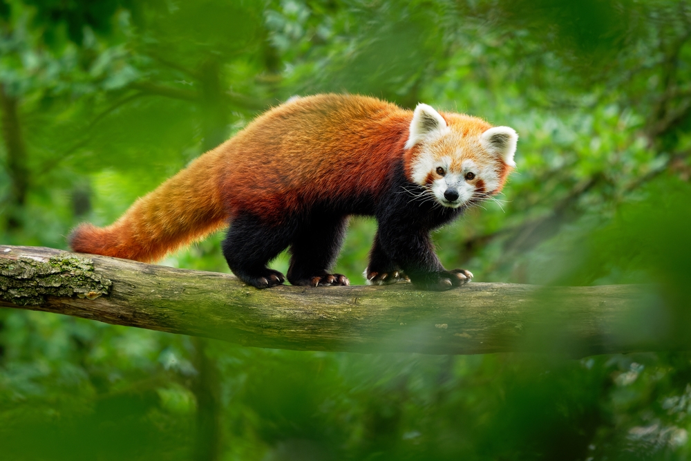 Phrumsengla National Park