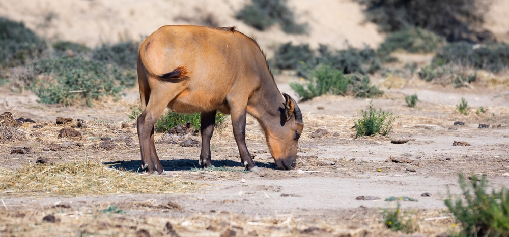 Pongara National Park