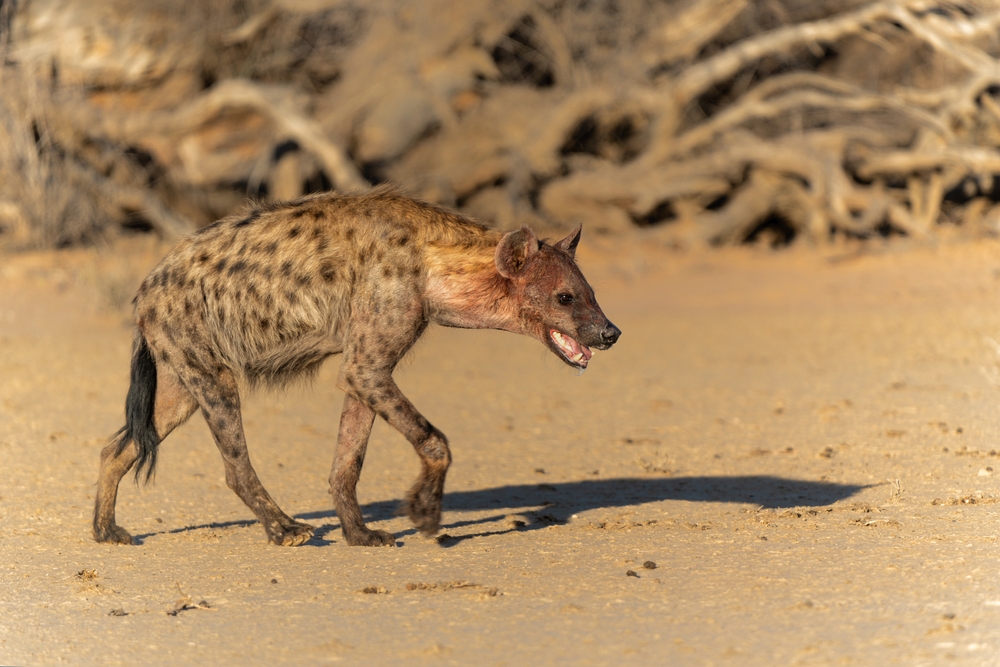 Surman National Park Libya sandy beach