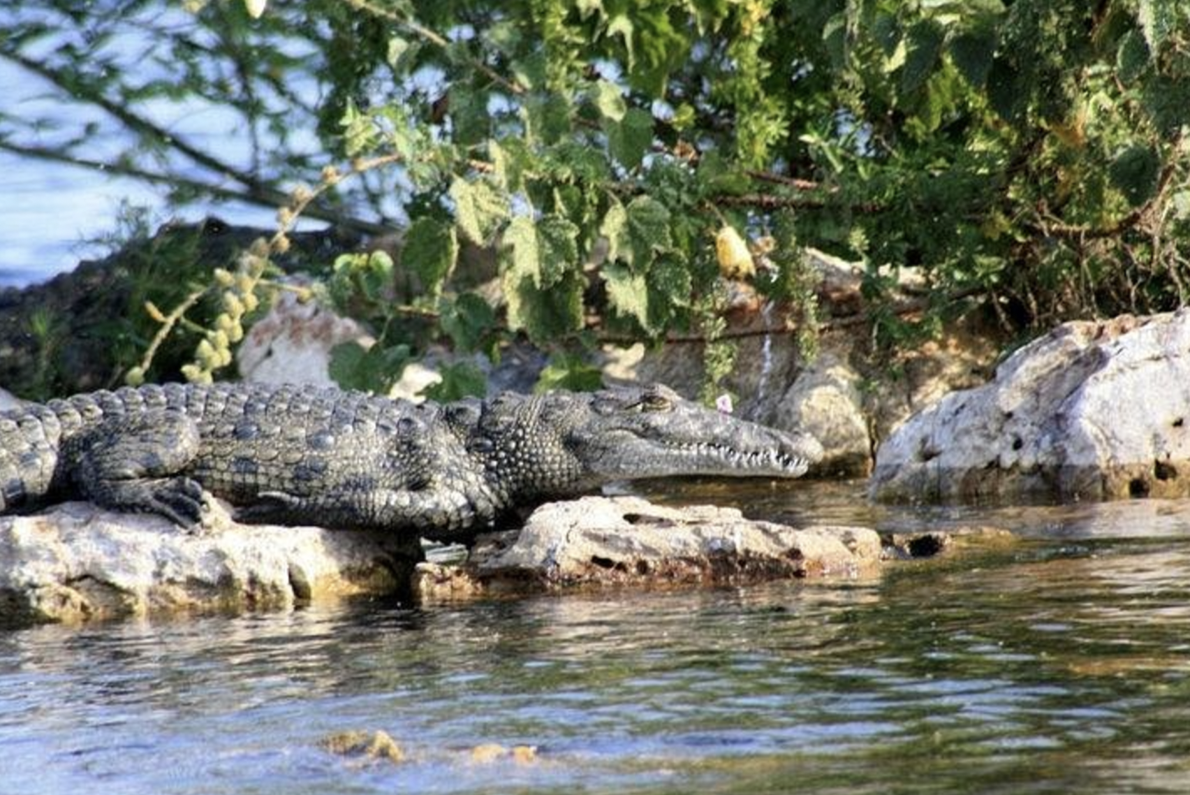 Rubondo Island National Park