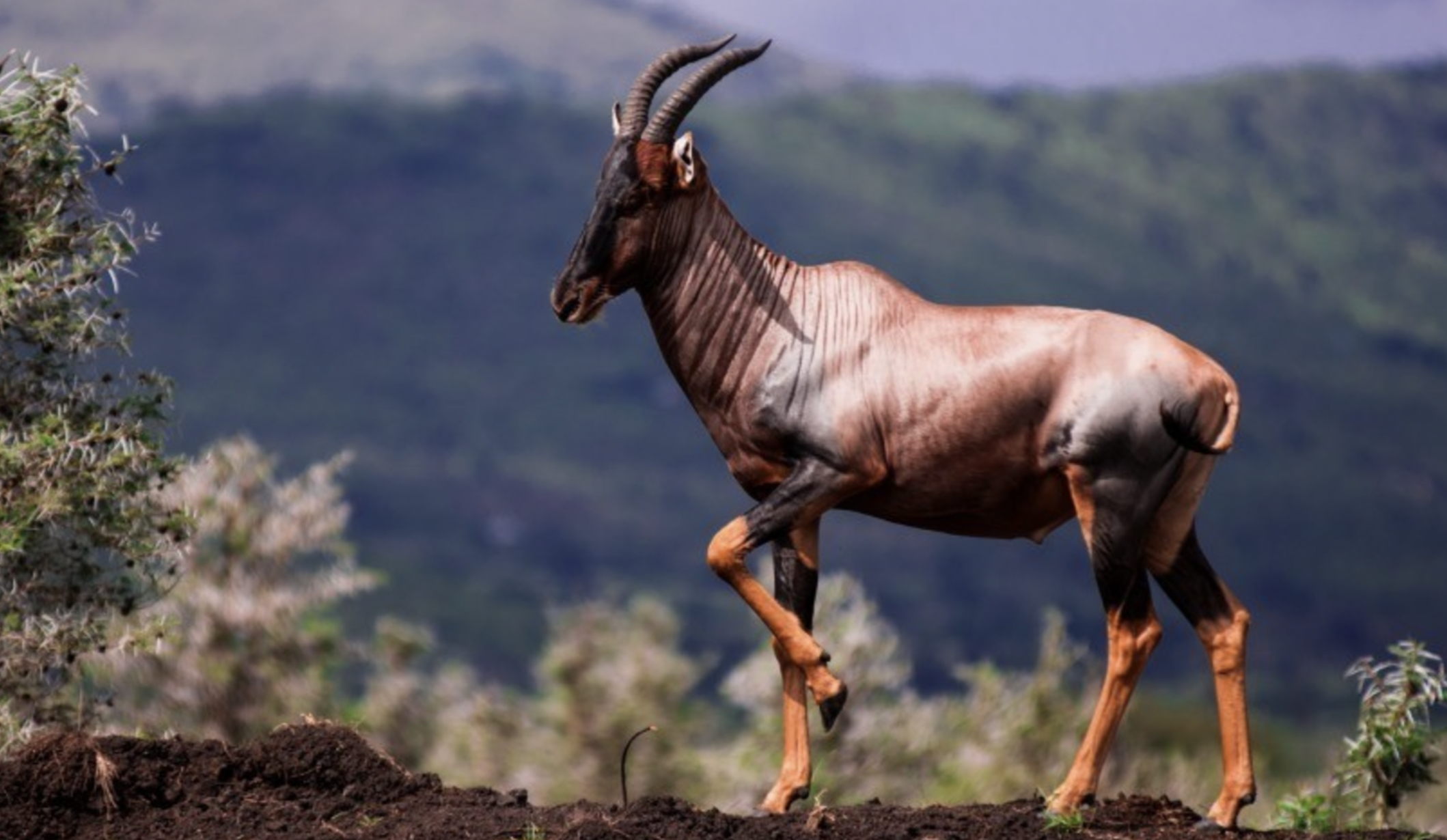 Ruma National Park