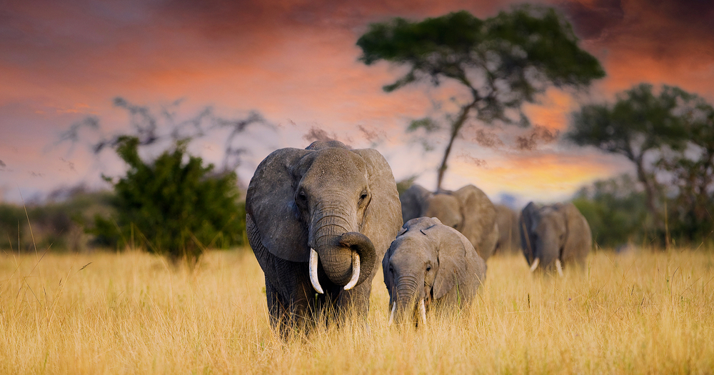 Rumanyika-Karagwe National Park