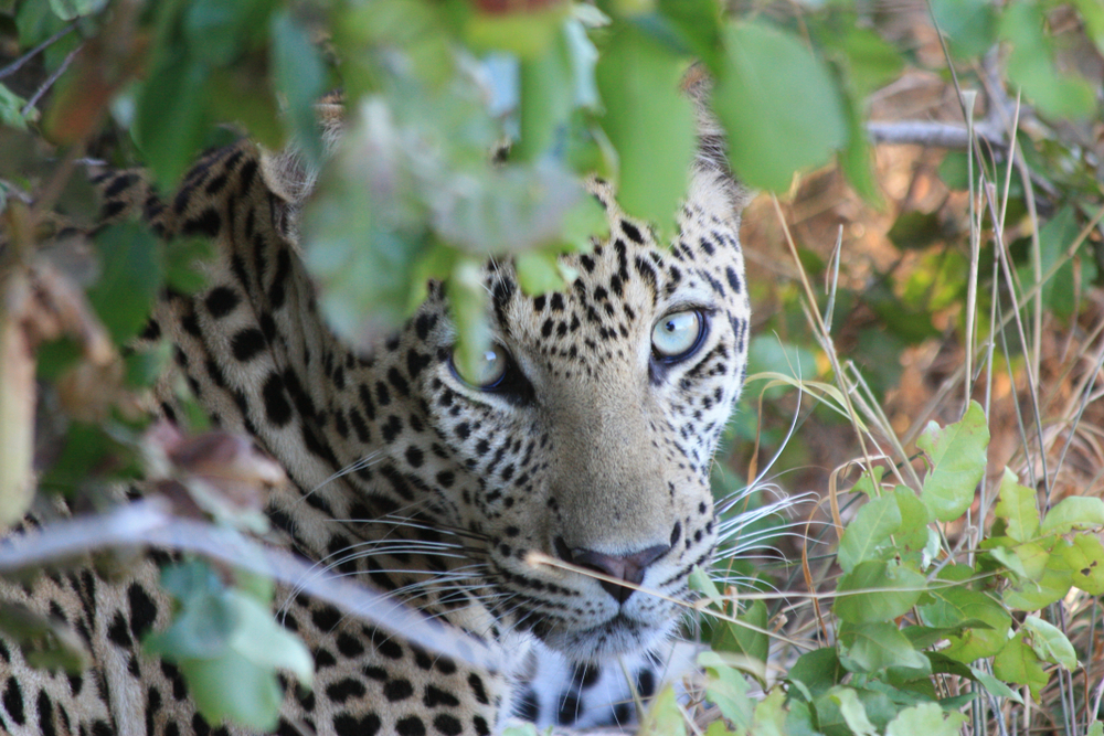 Saadani National Park