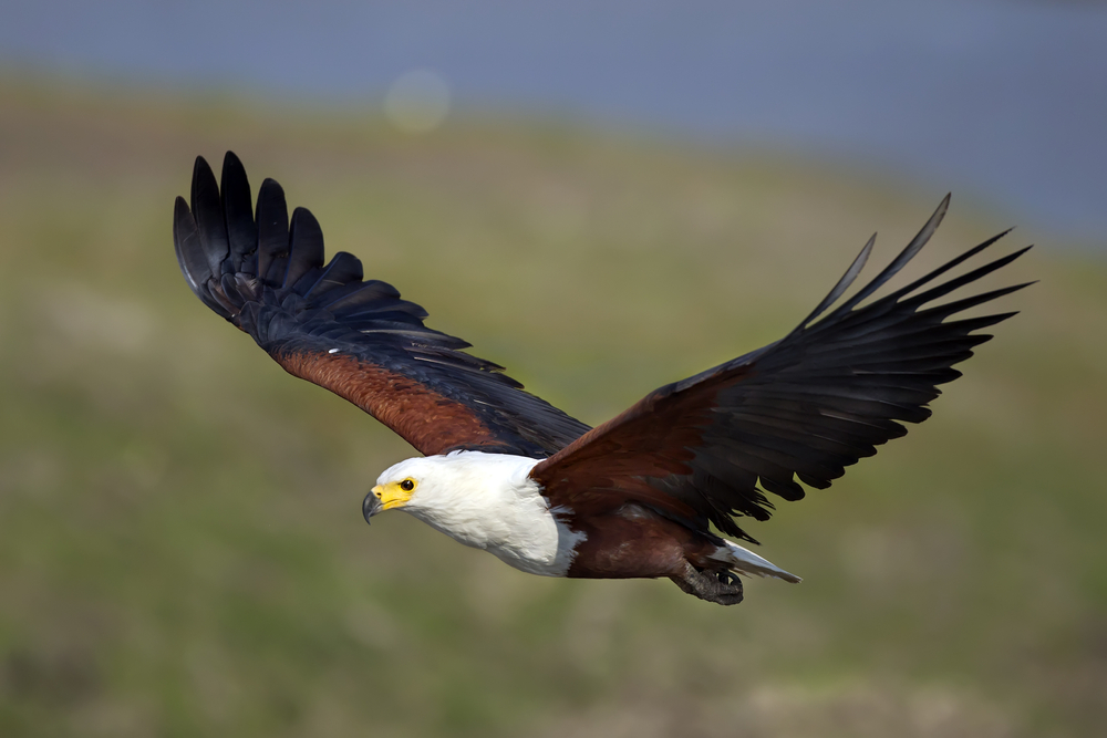 Saanane National Park