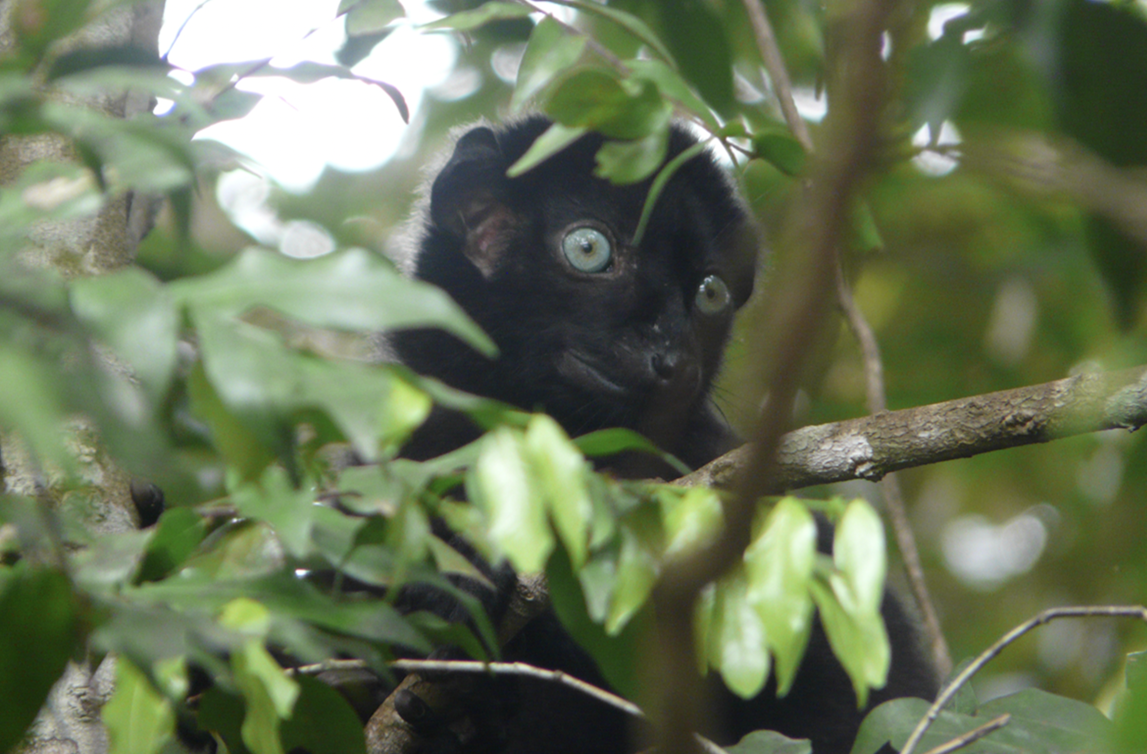 Sahamalaza-Iles Radama National Park