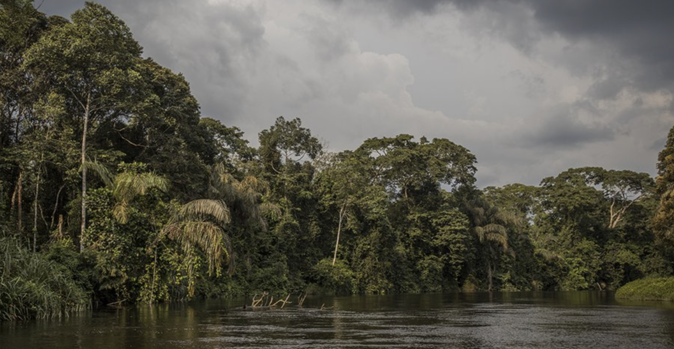 Salonga National Park