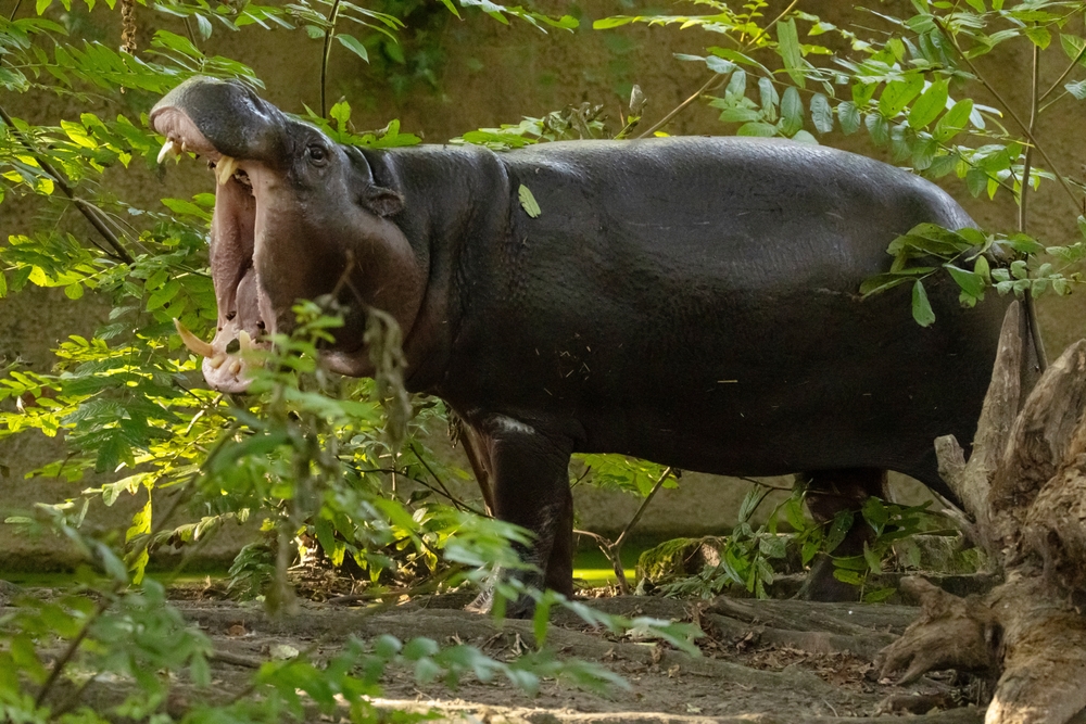 Liberia National Parks National Parks Association Liberia National Parks National Parks Association