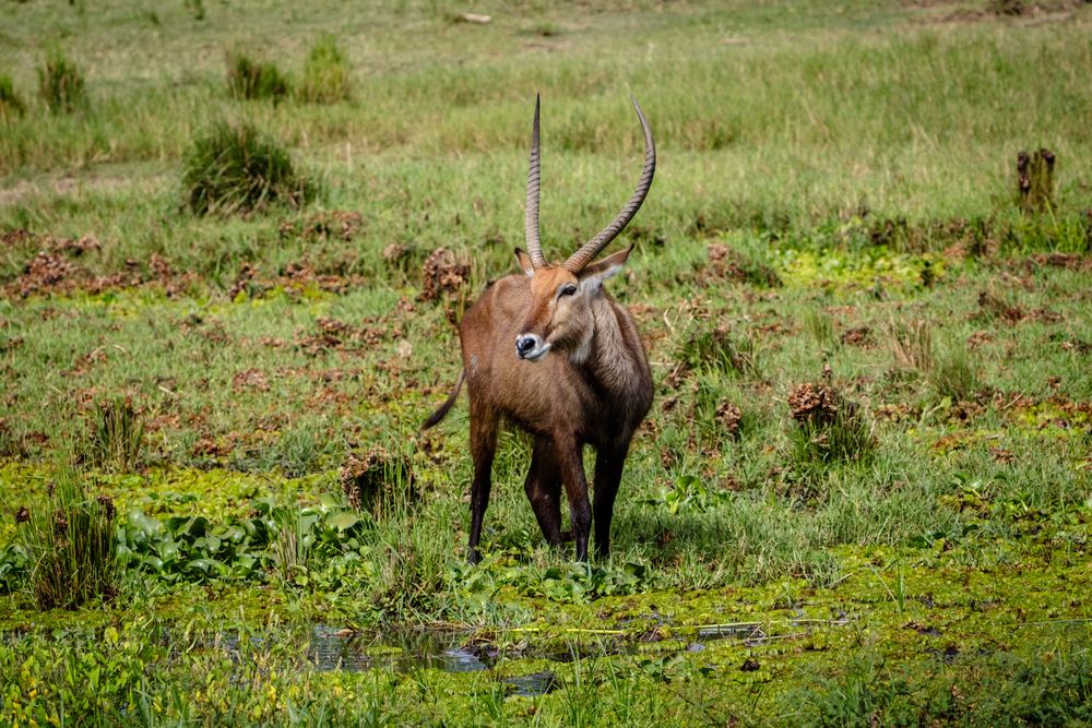 Shambe National Park