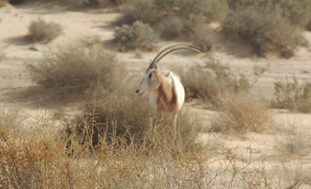 Zembra National Park