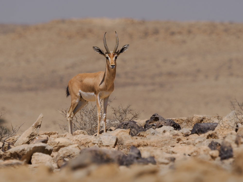 Sidi Toui National Park