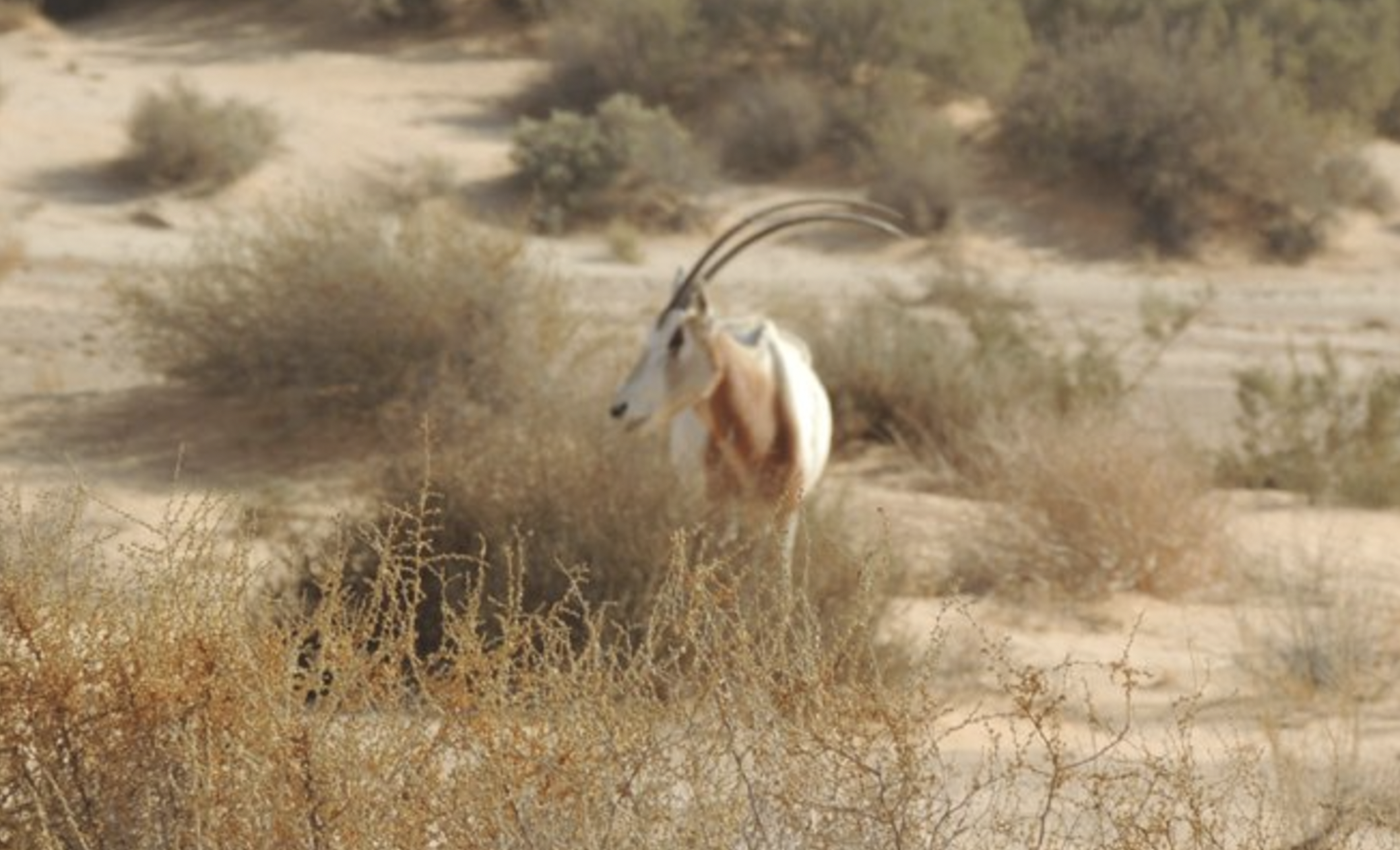 Sidi Toui National Park